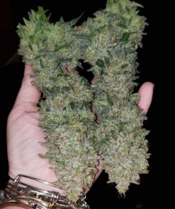 AK Auto Fem Esrar Tohumu (Fast Buds)
