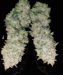 AK Auto Fem Esrar Tohumu (Fast Buds)