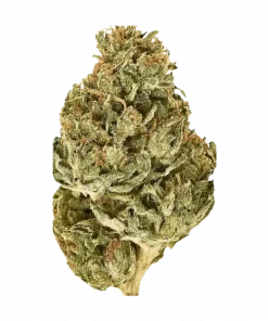 Alaskan Crab Legs, tatlı ve çam aromalı, yüksek THC'li Sativa baskın bir türdür. Yaratıcılığı tetikleyen bu özel türü keşfedin ve genetik yapısını görüntüleyin.