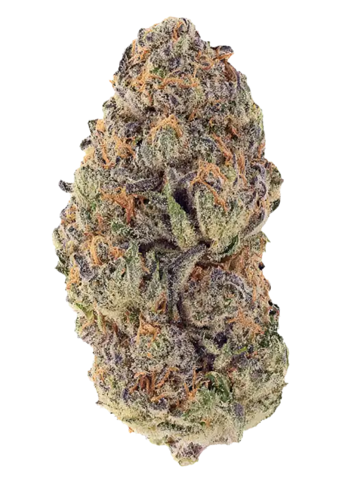 Alien Breath, yüksek THC'si ve rahatlatıcı etkisiyle bilinen dengeli bir hibrit türüdür. Tatlı meyve aromaları sunar. Bu eşsiz türü keşfedin.