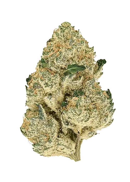 Alien Bubba, tatlı meyve ve çay aromalarıyla öne çıkan Indica baskın bir türdür. THC içeriğiyle rahatlatıcı etkilere sahiptir. Genetik yapısını keşfedin.