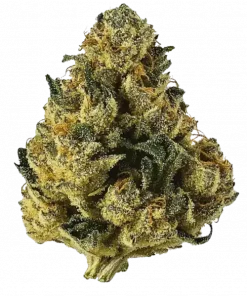 Alien Cookies, vanilya ve kush aromalarıyla öne çıkan dengeli bir hibrit türdür. Stresi azaltan ve iştahı açan etkileri keşfedin. Hemen görüntüleyin.