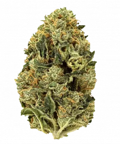 Alien Pebbles, tatlı narenciye aromaları ve yüksek THC içeriğiyle öne çıkan dengeli bir hibrit türdür. Ağrı ve anksiyeteye iyi gelir. Etkilerini keşfedin.