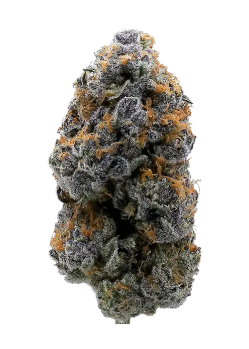 Alien Technology, yakıtımsı aroması ve 'a varan THC içeriğiyle öne çıkan Afgan indica türüdür. Rahatlatıcı etkilerini keşfedin ve hemen inceleyin.