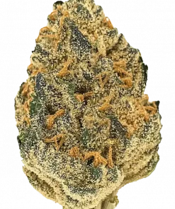 All Gas OG, sert yakıtımsı aroması ve yüksek THC içeriğiyle bilinen Indica dominant bir türdür. Etkilerini ve genetik yapısını keşfedin.