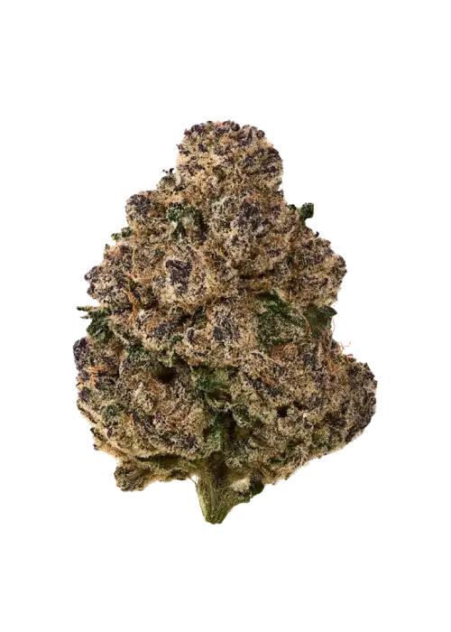 Amalfi Coast, turunçgil ve yakıtımsı notalarıyla öne çıkan Indica baskın bir türdür. Yüksek THC içeriğiyle anksiyete ve ağrıya iyi gelir. Özelliklerini keşfedin.