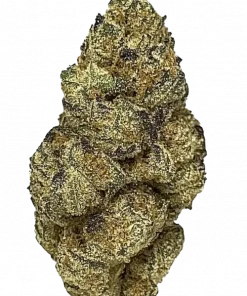 Amaretto Sour, narenciye aromalı ve THC içeren dengeli bir hibrit türdür. Yüksek verimi ve rahatlatıcı etkileriyle öne çıkar. Özelliklerini keşfedin.