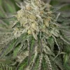 Amherst Sour Diesel Feminized Esrar Tohumu (Humboldt Seed Organization)