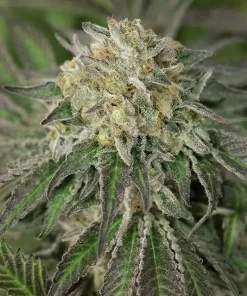 Amherst Sour Diesel Feminized Esrar Tohumu (Humboldt Seed Organization)