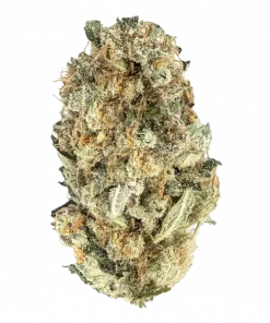 Amnesia, çam ve narenciye aromalarıyla öne çıkan Sativa baskın bir türdür. Yüksek THC içeriğiyle enerji ve mutluluk sunar. Genetik yapısını keşfedin.