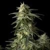 Amnesia Auto Fem Esrar Tohumu (Seedsman)