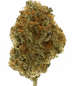 Amnesia Fast, çiçeksi aroması ve yüksek THC içeriğiyle bilinen Sativa baskın bir türdür. Hızlı etki ve yaratıcılık için ideal. Genetik yapısını keşfedin.