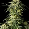 Amnesia FAST Feminized Esrar Tohumu (Seedsman)