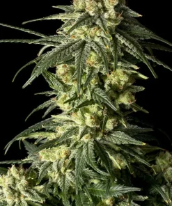 Amnesia FAST Feminized Esrar Tohumu (Seedsman)