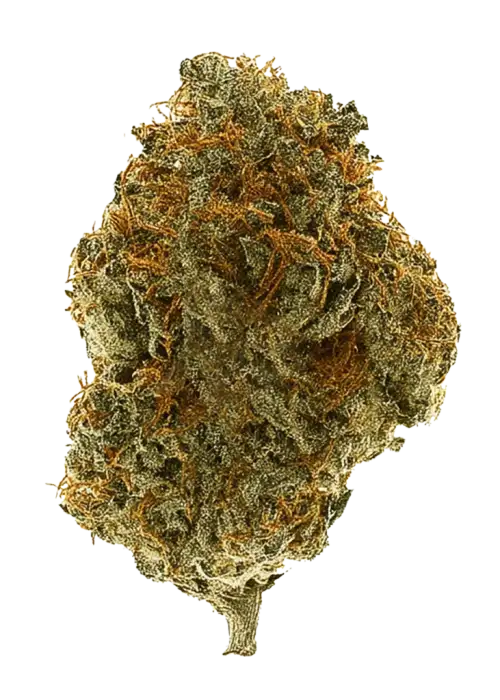 Amnesia Fast, çiçeksi aroması ve yüksek THC içeriğiyle bilinen Sativa baskın bir türdür. Hızlı etki ve yaratıcılık için ideal. Genetik yapısını keşfedin.