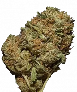 Amnesia Haze, yüksek THC içeriği ve eşsiz meyvemsi aromasıyla bilinen Sativa baskın bir türdür. Canlandırıcı etkilerini ve genetik yapısını keşfedin.