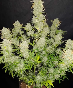 Amnesia Haze Auto Fem Esrar Tohumu (Fast Buds)