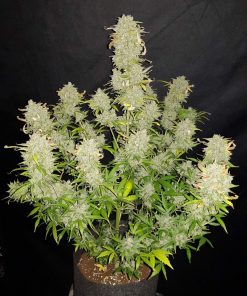 Amnesia Haze Auto Fem Esrar Tohumu (Fast Buds)