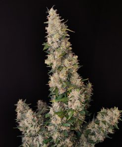 Amnesia Haze Auto Fem Esrar Tohumu (Fast Buds)