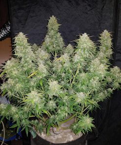 Amnesia Haze Auto Fem Esrar Tohumu (Fast Buds)