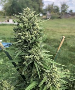 Amnesia Haze Auto Fem Esrar Tohumu (Fast Buds)