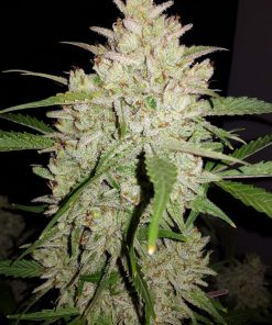 Amnesia Haze Auto Fem Esrar Tohumu (Fast Buds)
