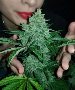 Amnesia Haze Auto Fem Esrar Tohumu (Fast Buds)