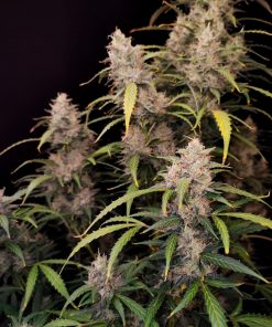 Amnesia Haze Auto Fem Esrar Tohumu (Fast Buds)