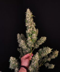 Amnesia Haze Auto Fem Esrar Tohumu (Fast Buds)