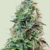 Amnesia Haze Auto Fem Esrar Tohumu (Royal Queen Seeds)
