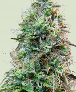 Amnesia Haze Auto Fem Esrar Tohumu (Royal Queen Seeds)