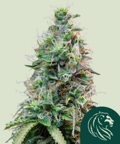 Amnesia Haze Auto Fem Esrar Tohumu (Royal Queen Seeds)