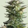 Amnesia Haze Feminized Esrar Tohumu (Royal Queen Seeds)