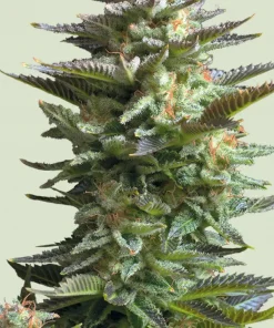 Amnesia Haze Feminized Esrar Tohumu (Royal Queen Seeds)