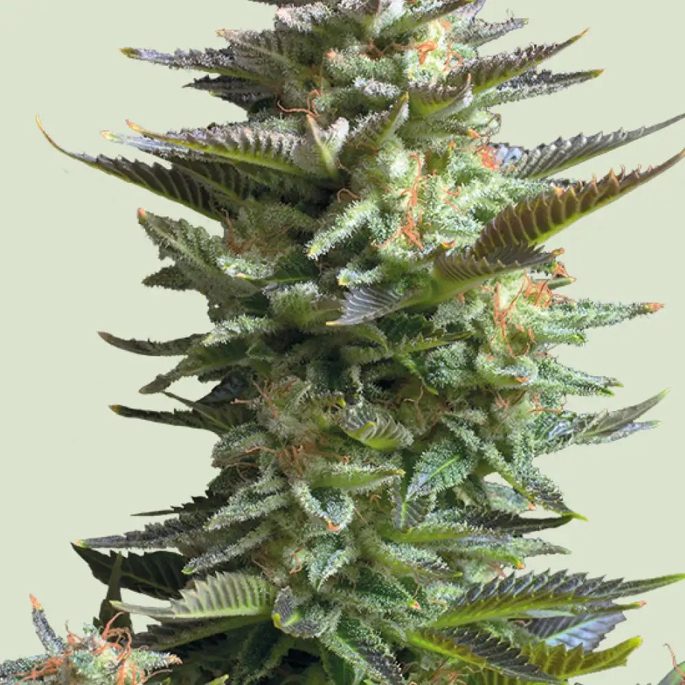Amnesia Haze Feminized Esrar Tohumu (Royal Queen Seeds)