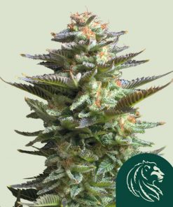 Amnesia Haze Feminized Esrar Tohumu (Royal Queen Seeds)