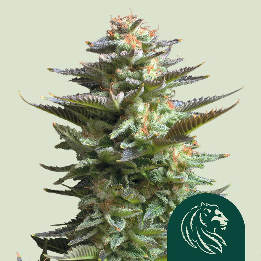 Amnesia Haze Feminized Esrar Tohumu (Royal Queen Seeds)
