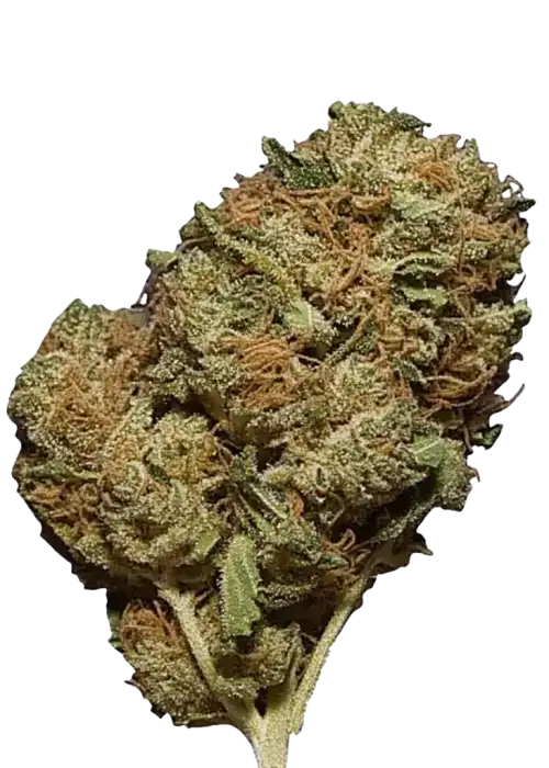 Amnesia Haze, yüksek THC içeriği ve eşsiz meyvemsi aromasıyla bilinen Sativa baskın bir türdür. Canlandırıcı etkilerini ve genetik yapısını keşfedin.