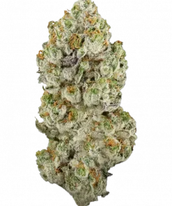 Amnesia Lemon, limon aroması ve yüksek THC içeriğiyle bilinen bir hibrit türdür. Enerji verici ve rahatlatıcı etkilerini keşfedin. Şimdi görüntüleyin.