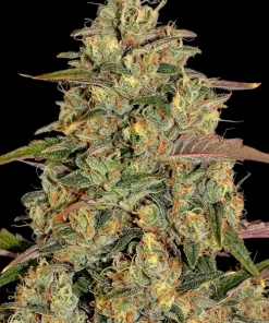 Amnesia Lemon Feminized Esrar Tohumu (Barney's Farm)