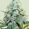 Amnesia Mac Ganja Feminized Esrar Tohumu (Royal Queen Seeds)