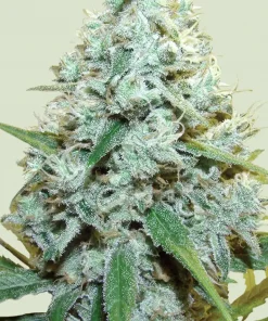 Amnesia Mac Ganja Feminized Esrar Tohumu (Royal Queen Seeds)