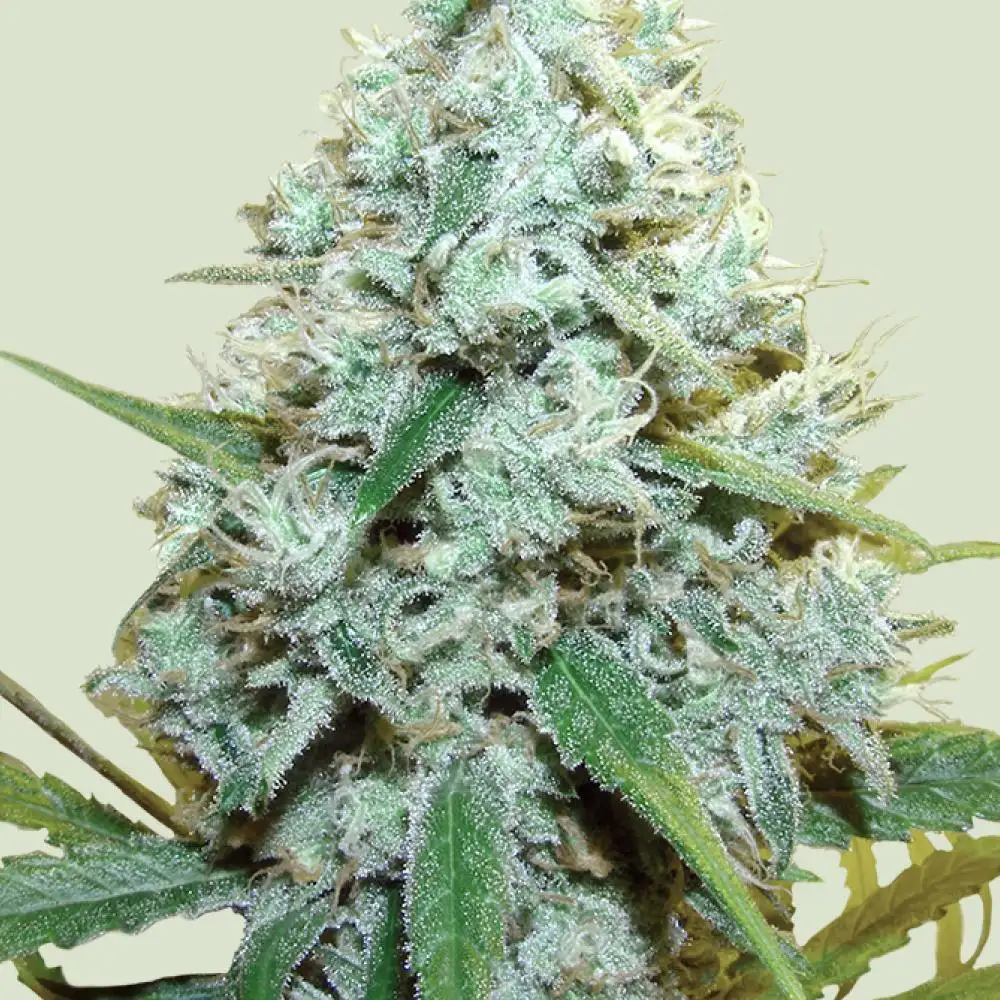 Amnesia Mac Ganja Feminized Esrar Tohumu (Royal Queen Seeds)