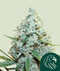 Amnesia Mac Ganja Feminized Esrar Tohumu (Royal Queen Seeds)