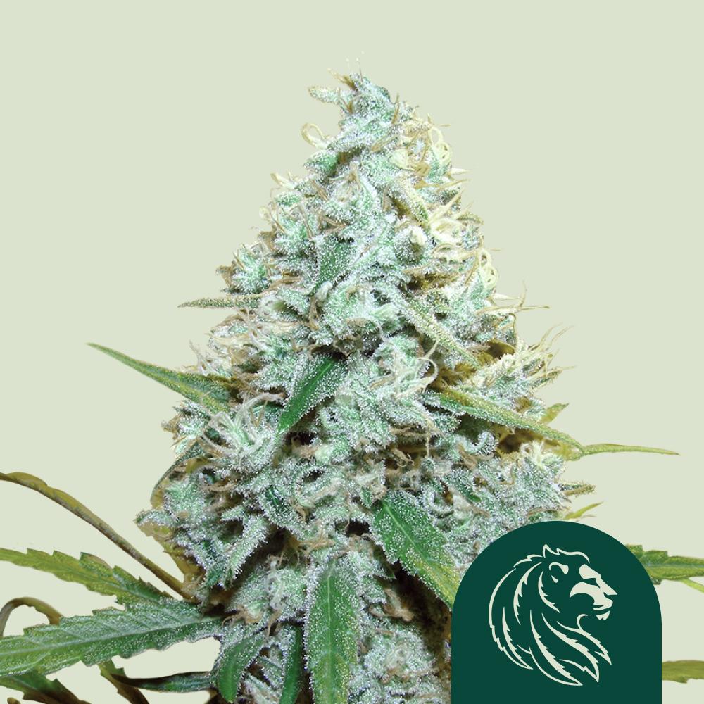 Amnesia Mac Ganja Feminized Esrar Tohumu (Royal Queen Seeds)
