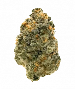 Amnesia X3 Turbo, tatlı ve toprak aromalarıyla öne çıkan dengeli bir hibrit türdür. Yüksek THC içeriğiyle enerji verici etkilerini keşfedin ve genetik yapısını görüntüleyin.