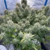 Amnesia Z Auto Fem Esrar Tohumu (Fast Buds)