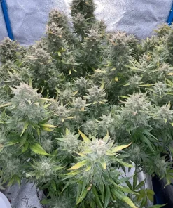 Amnesia Z Auto Fem Esrar Tohumu (Fast Buds)
