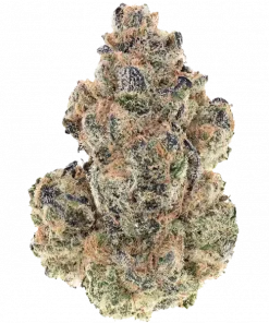 Ancient Gumdrop, reçine dolu yapısıyla öne çıkan Indica ağırlıklı bir türdür. Meyvemsi aroması ve rahatlatıcı etkileriyle eşsiz bir deneyim sunar. Keşfedin.