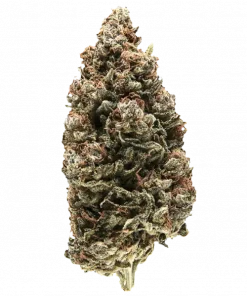 Anesthesia x Runtz, tatlı narenciye aromaları ve yüksek THC içeriğiyle öne çıkan Indica dominant bir türdür. Hızlı hasat için ideal. Özelliklerini keşfedin.